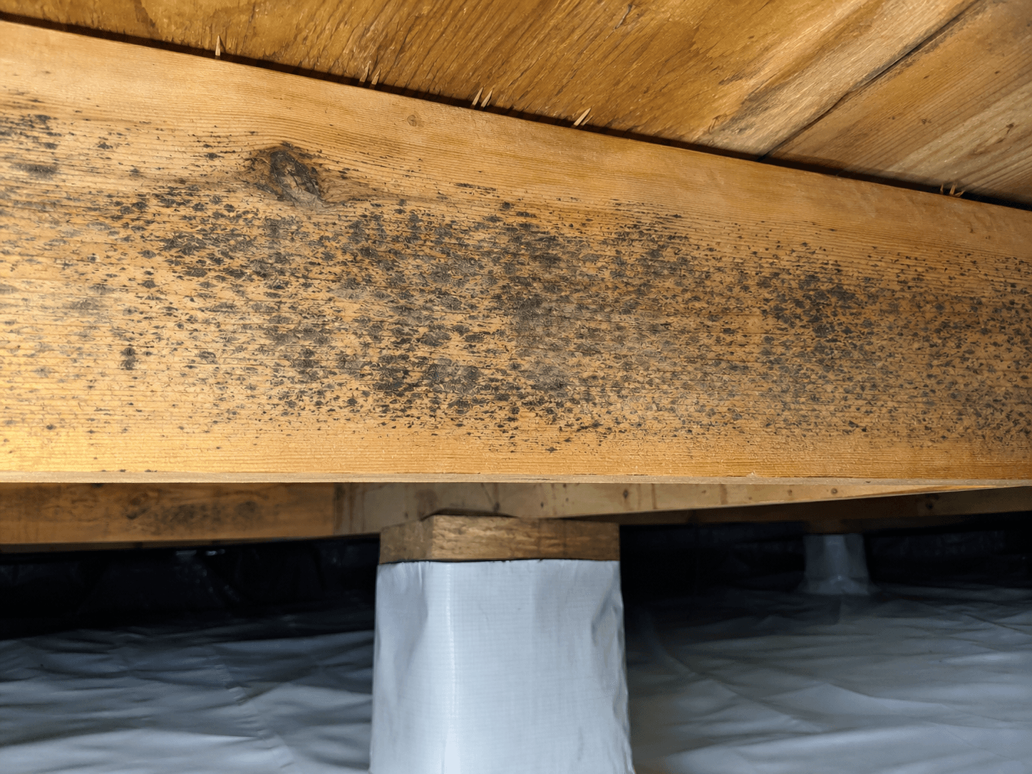 Mold-like staining on crawl space floor joists